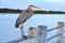 A grey egret bird standing by the pier