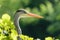 Grey Egret closeup