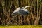 Grey Egret in Danube Delta Romanian wild life bird watching