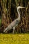 Grey Egret hunting in Danube Delta Romanian wild life bird watching