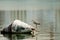 Grey egret near a buoy