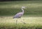 Grey Egret walking in the grass beside a lake in Dallas, Texas
