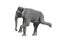 Grey elephant (isolated, against white background)
