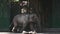 Grey elephant walks against background of wall of their big green bamboo sticks and large tropical tree with vines