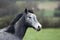 Grey English Thoroughbred, Portrait of Yearling, Normandy