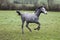 Grey English Thoroughbred, Yearling Galloping, Normandy