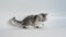 Grey exotic Shorthair kitten