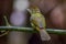 Grey-eyed Bulbul (Iole propinqua )