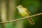 Grey-eyed Bulbul(Lole propinqua)