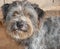 Grey Face Wire Haired Terrier Dog