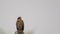 Grey-faced Buzzard Standing on Wooden Post