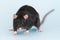 Grey fancy rat on blue background