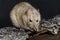 Grey fancy rat eating nut on dark background