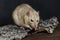 Grey fancy rat eating nut on dark background