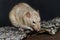 Grey fancy rat eating nut on dark background