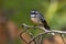 Grey Fantail - Rhipidura albiscapa - small insectivorous bird. It is a common fantail found in Australia except western desert ar