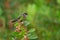 Grey Fantail - Rhipidura albiscapa - small insectivorous bird. It is a common fantail found in Australia except western desert ar