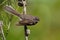 Grey Fantail - Rhipidura albiscapa - small insectivorous bird. It is a common fantail found in Australia except western desert ar