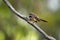 Grey Fantail - Rhipidura albiscapa - small insectivorous bird. It is a common fantail found in Australia except western desert ar