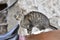 Grey farm cat with open eyes on horse back with saddle. Friendship between cat and horse.