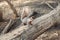 Grey fat squirrel with thick large furry tail sitting on tree in park outside. Animal wild squirrel in forest outdoor on a summer