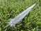 Grey feather on grass