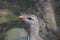 Grey Feathers on a Seriema Bird Standing Up