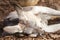 Grey Female of the Red Kangaroo Species Sleeping on Wood Chips