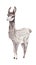 Grey fluffy Alpaca isolated on a white background. Cute watercolor character for the design of children`s illustrations, books,tex