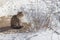 Grey fluffy street Cat sits in the snow in winter