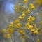 Grey foliage and yellow flowers of the Australian native Silver Cassia, Senna artemisioides