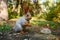 A grey forest squirrel eats seeds on a stump. Autumn forest. Side view