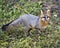Grey fox animal Stock Photo.  Grey fox close-up profile in the field. Grey fox bushy tail. Grey fox portrait. Grey fox image.