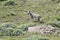 Grey fox in Chilean Patagonia