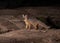 A grey fox hunts on the slickrock in the desert of Southern Utah at night