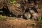 Grey Fox Kit (Urocyon cinereoargenteus) Peeks Out from Beneath L