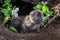 Grey Fox Kits (Urocyon cinereoargenteus) Peek out of Den