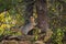 Grey Fox Urocyon cinereoargenteus Examines Tree