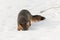 Grey Fox Urocyon cinereoargenteus Head Buried in Snow