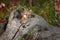 Grey Fox Urocyon cinereoargenteus Head Out of Log