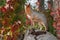Grey Fox (Urocyon cinereoargenteus) Looks Up From Atop Log