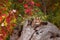 Grey Fox (Urocyon cinereoargenteus) Peeks Out from Log