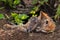 Grey Fox & x28;Urocyon cinereoargenteus& x29; Vixen and Kit Snuggle in Den