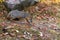 Grey Fox Urocyon cinereoargenteus Walks Alongs Past Rock Autumn