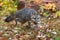 Grey Fox Urocyon cinereoargenteus Walks Forward Throuhg Leaf Strewn Ground Autumn