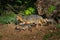 Grey Fox Vixen and Kits (Urocyon cinereoargenteus) Walk Left