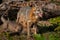 Grey Fox Vixen Urocyon cinereoargenteus with Kits Beneath Her