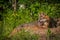 Grey Fox Vixen Urocyon cinereoargenteus Lies Down Looking Left