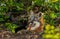 Grey Fox Vixen (Urocyon cinereoargenteus) Lies in Entrance of De