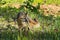 Grey Fox Vixen (Urocyon cinereoargenteus) Looks Right